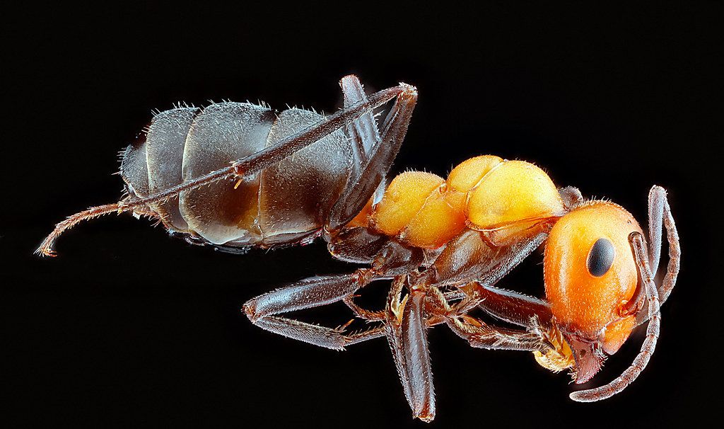 Ant Control service in Spokane, WA