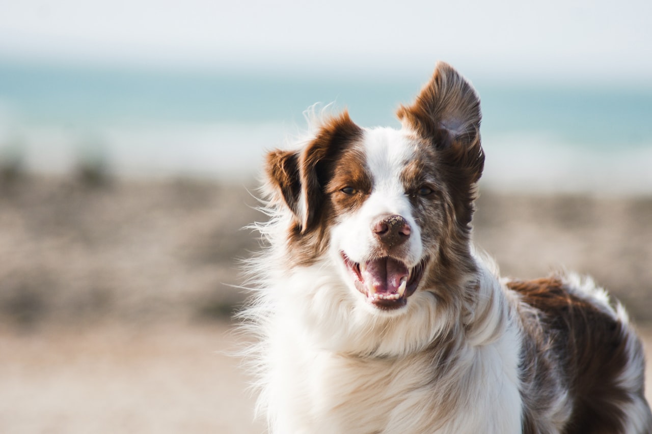 Flea & Tick Control service in Spokane, WA