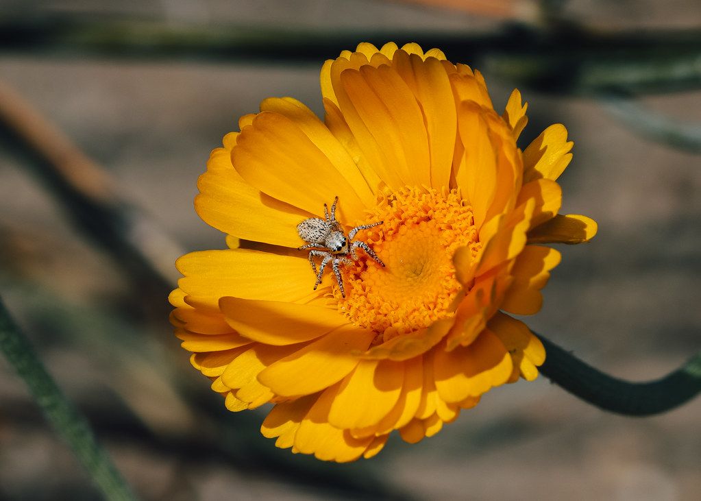 Spider Control service in Spokane, WA